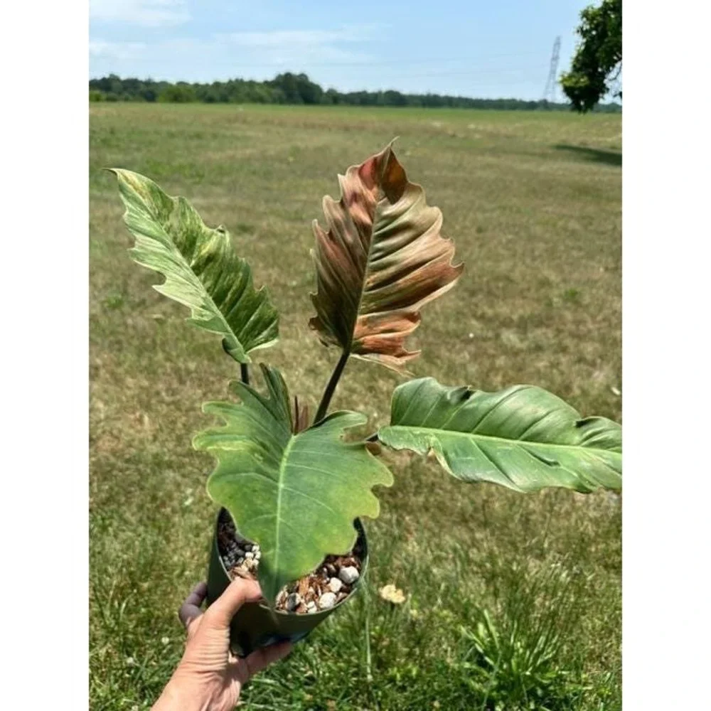 Philodendron Caramel Marble Variegated  Exact Live Rooted Plant - US Seller - C2